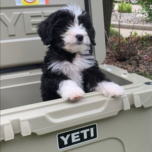 Meet your Posher, Angela